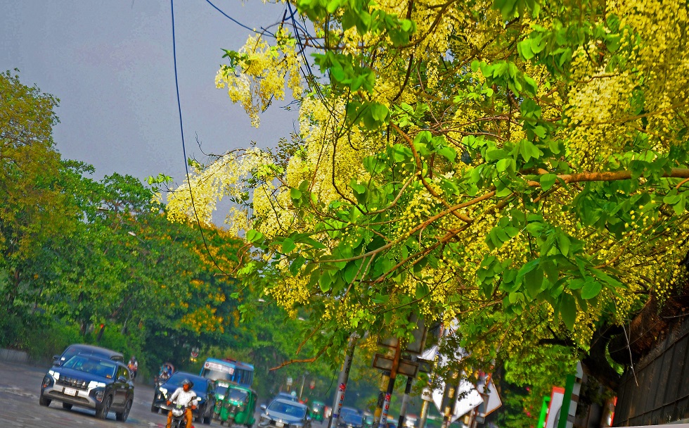 এখন সময় সোনালু ফুলের। পথের ধারে ফুটে থাকা অপরূপ সোনালু মুগ্ধতা ছড়াচ্ছে চারপাশে।